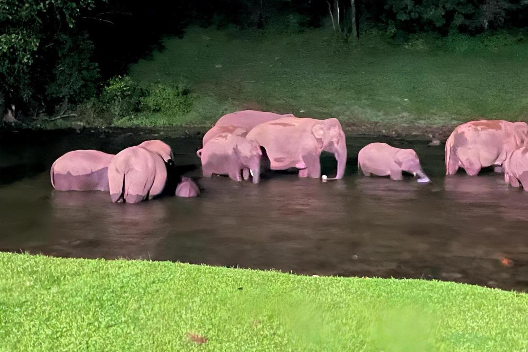 Photo of Others in Devikolam