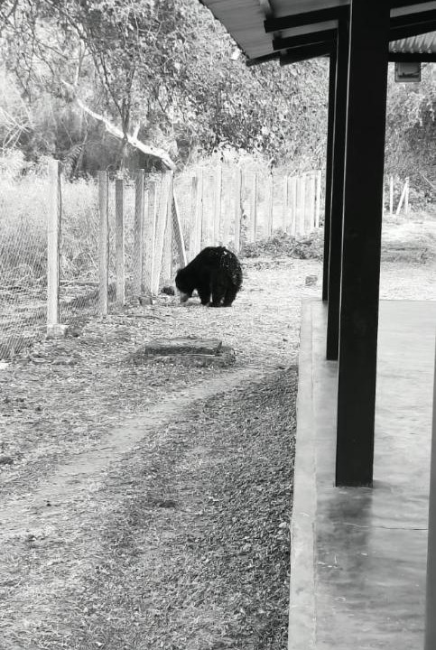 Photo of Others in Masinagudi