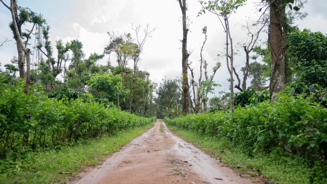 Photo of Others in Sakleshpur