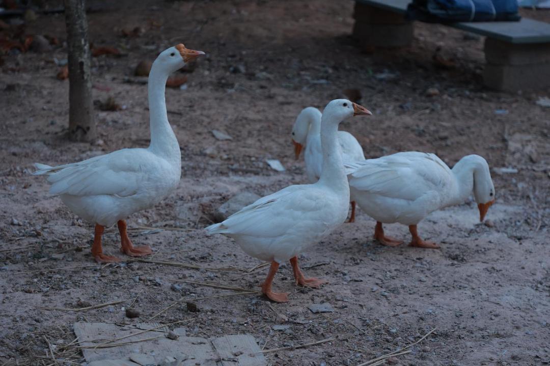 Photo of Others in Takkalai