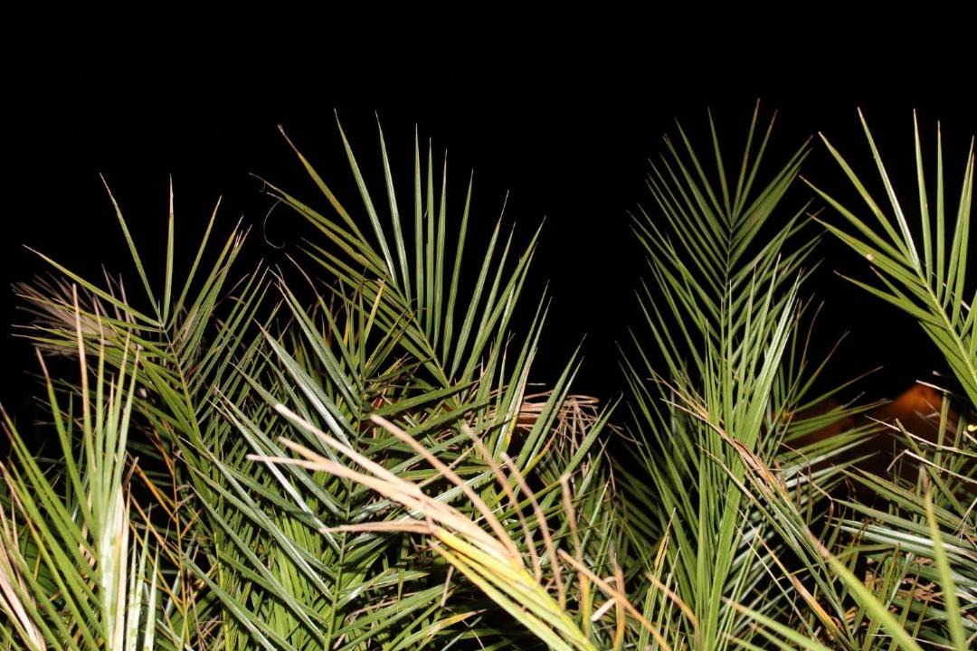 Photo of Outdoor in Costinesti