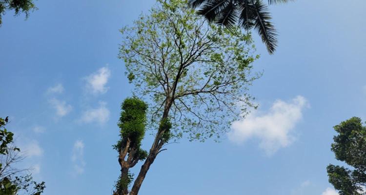 Photo of Others in Todupulai