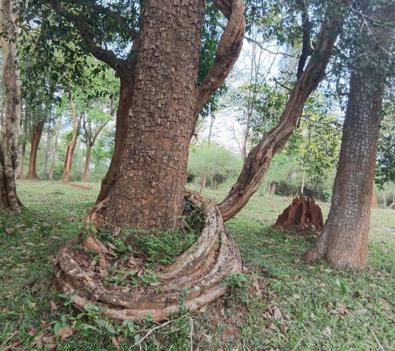 Photo of Others in Sulthan Bathery