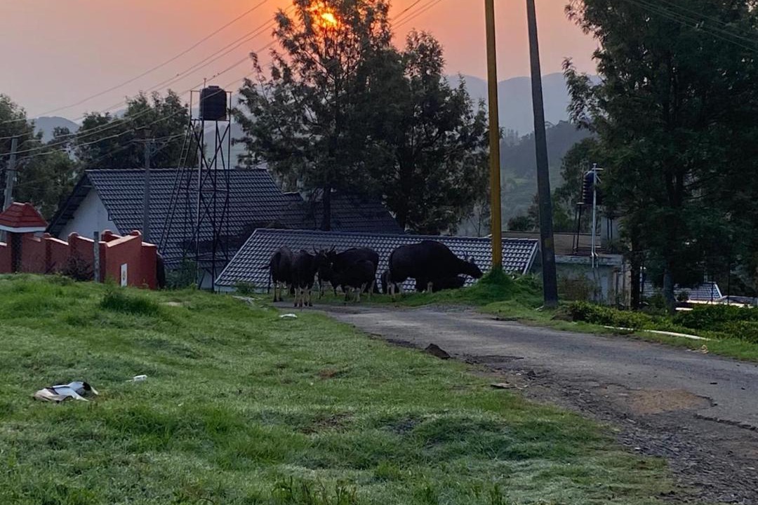 Photo of Others in Ooty