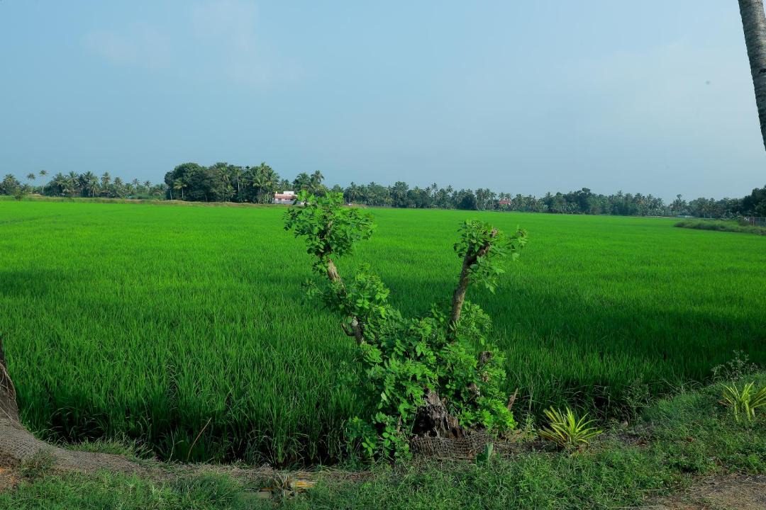 Photo of Others in Kuttanad Taluk