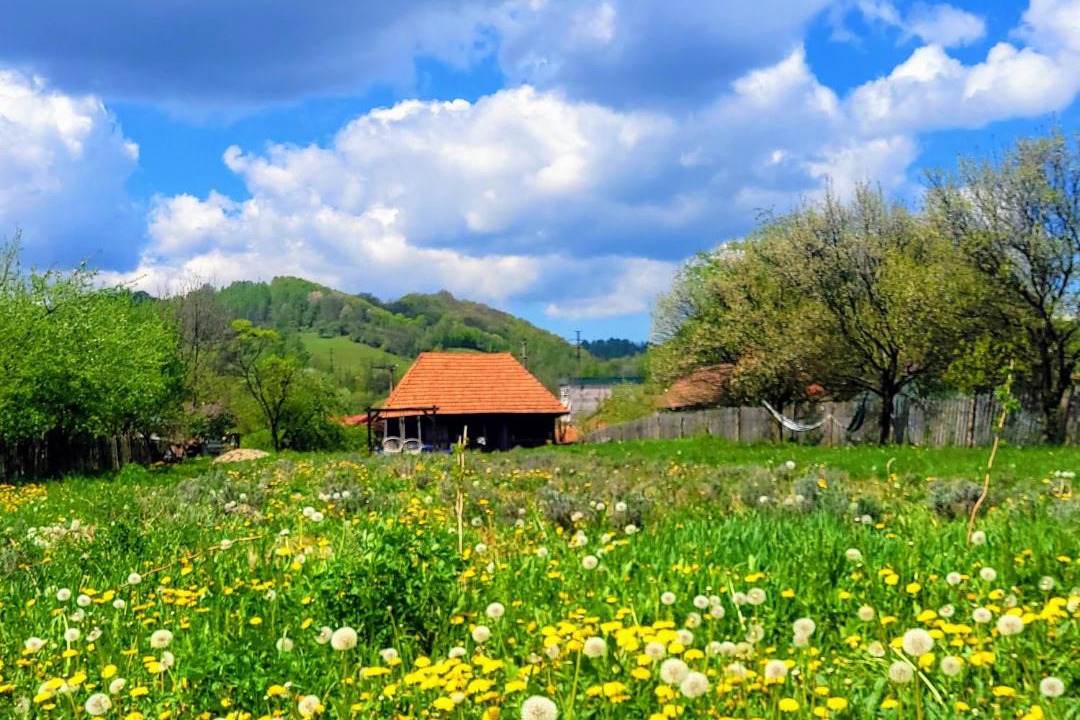 Photo of Others in Petrosani