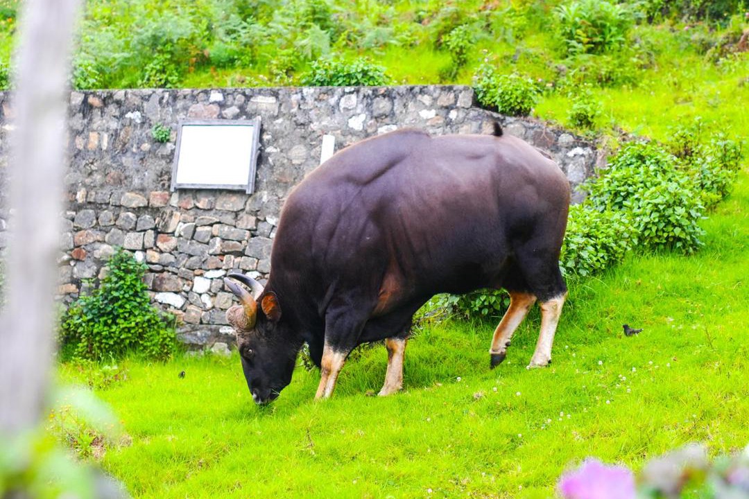 Photo of Others in Kodaikanal