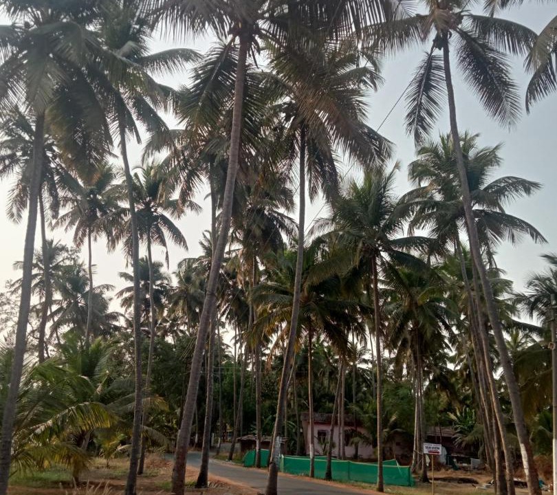 Photo of Others in Saligrama