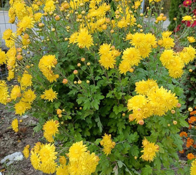 Photo of Outdoor in Porumbacu de Jos