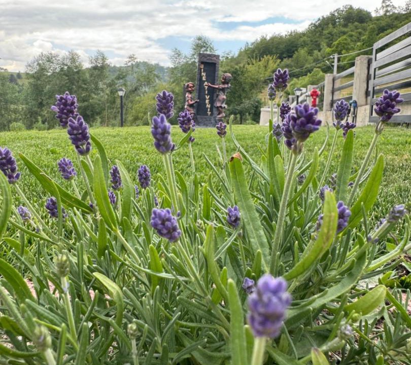 Photo of Outdoor in Bogdan Voda