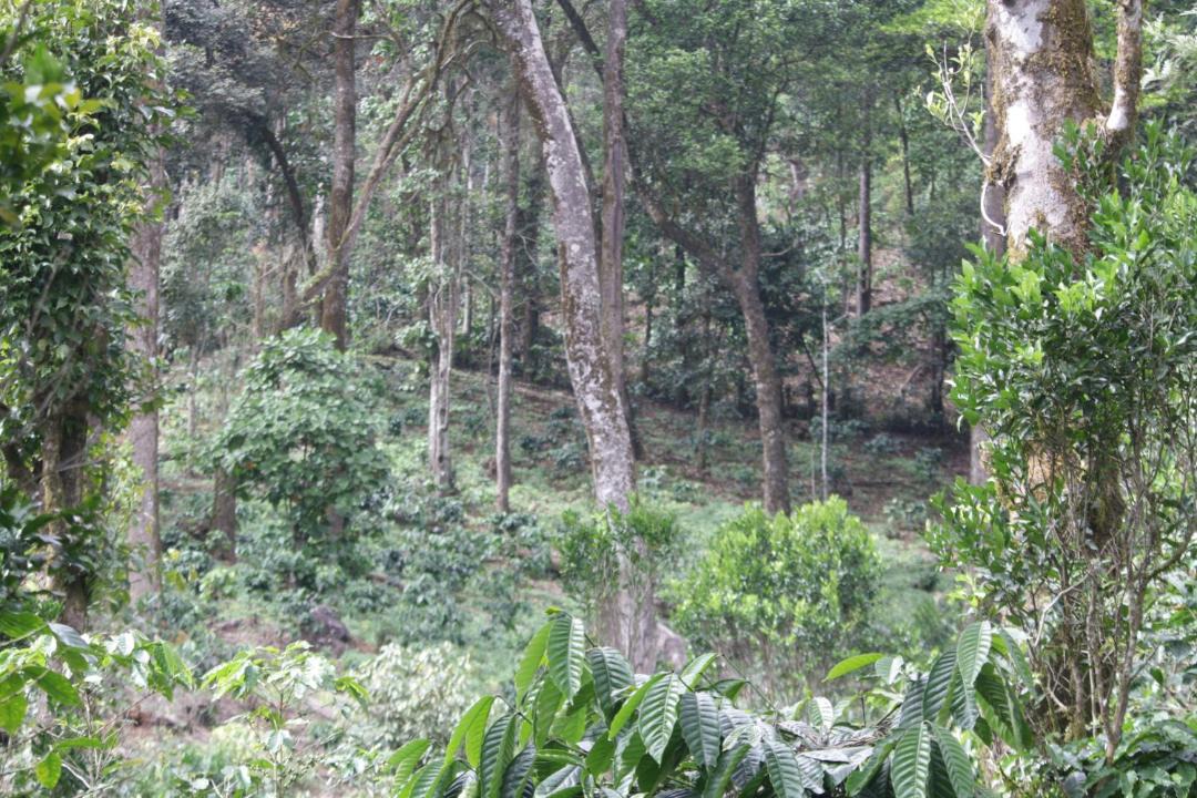 Photo of Others in Madikeri