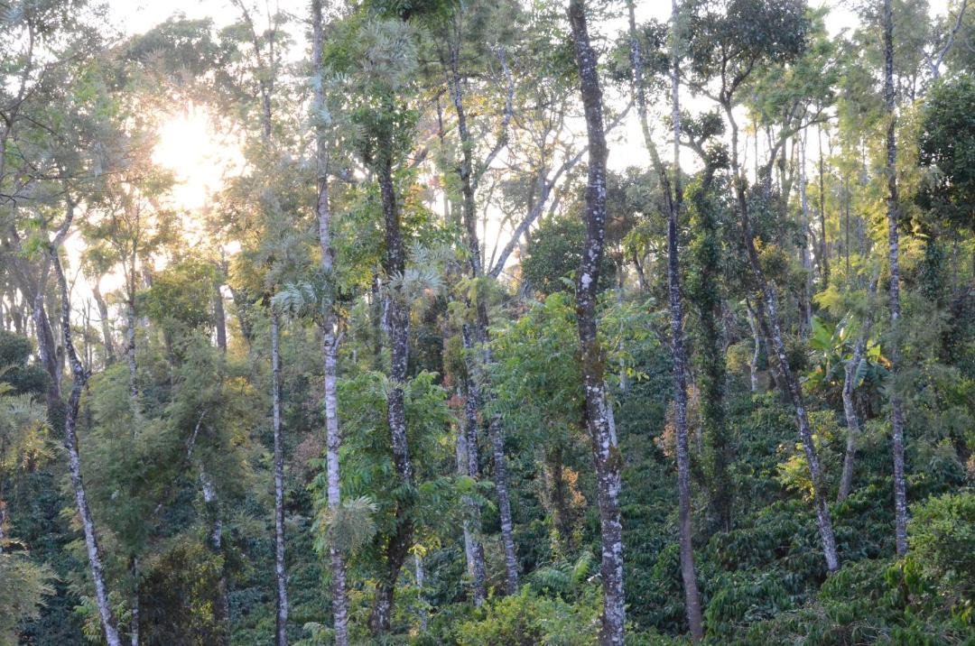 Photo of Others in Madikeri