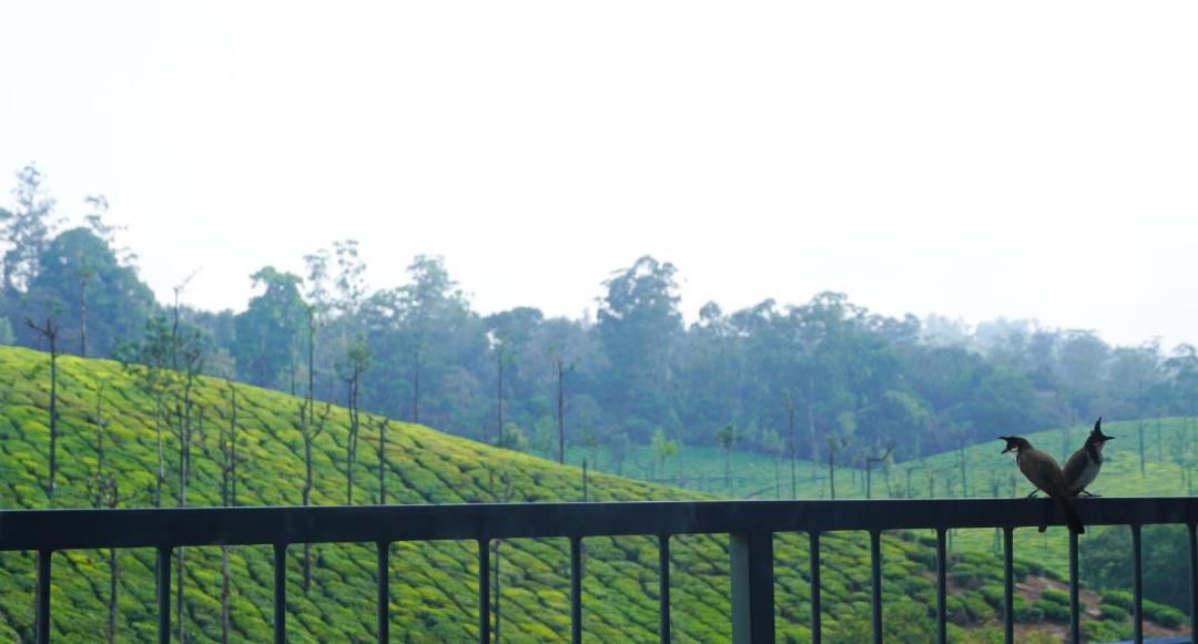 Photo of Others in Valparai