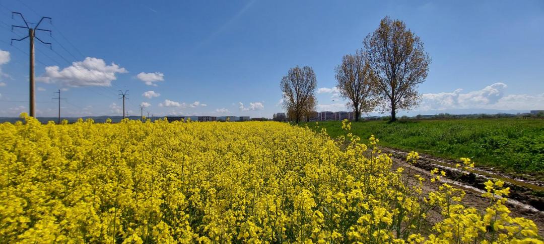 Photo of Others in Sibiu