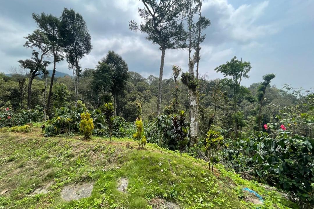 Photo of Others in Madikeri