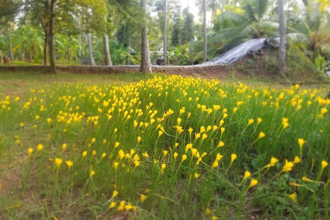 Photo of Others in Anaimalai