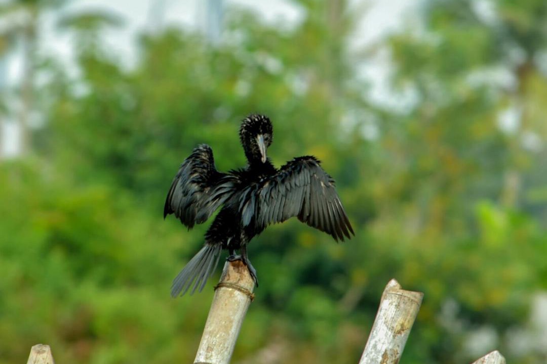 Photo of Others in Munroe Island