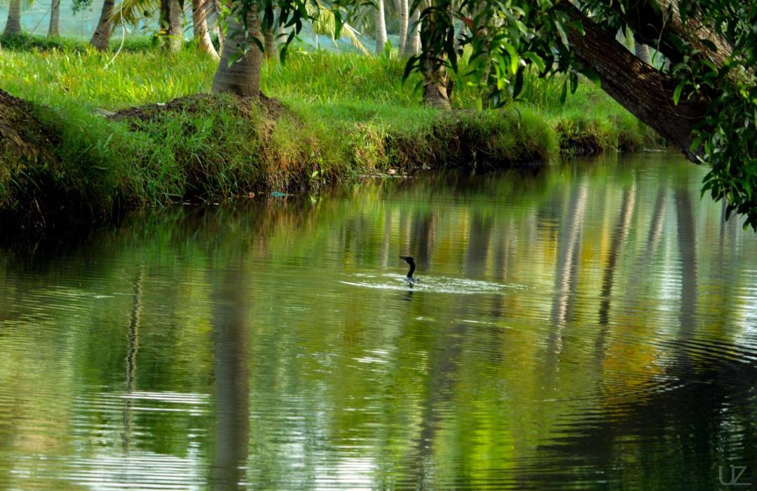Photo of Others in Munroe Island
