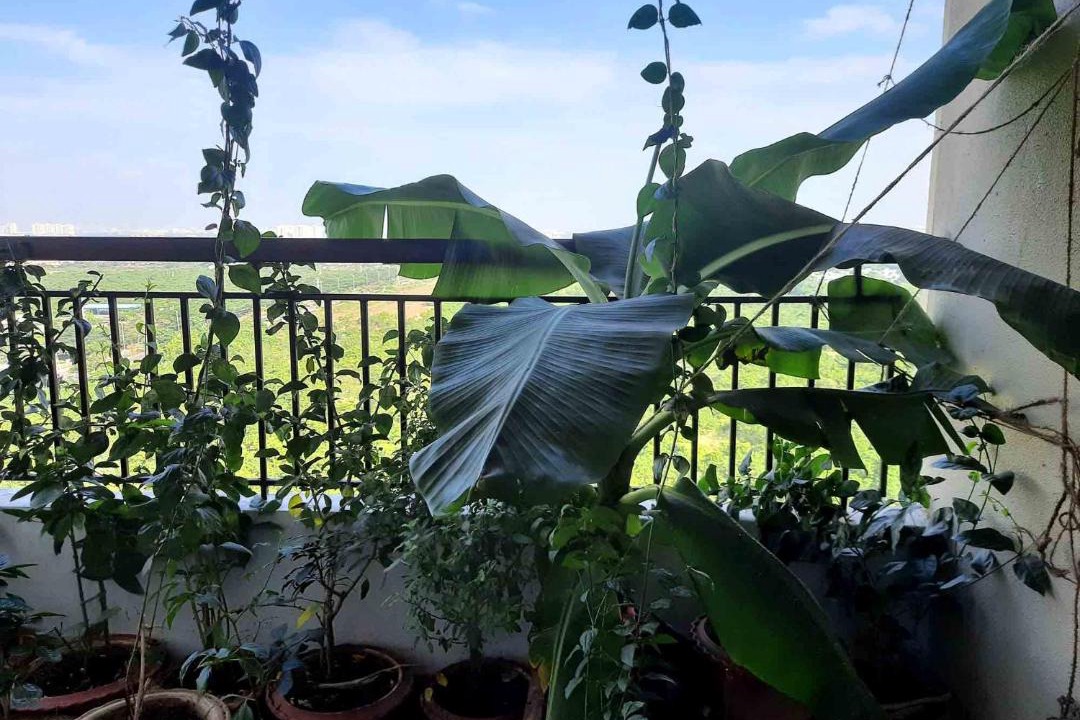 Photo of Patio Balcony in Bhubaneshwar