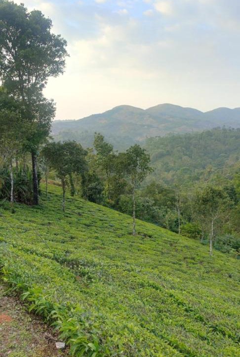 Photo of Outdoor in Elappara