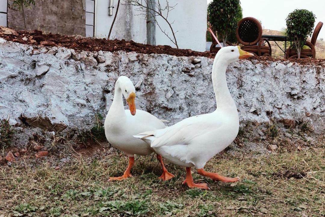 Photo of Others in Bedla