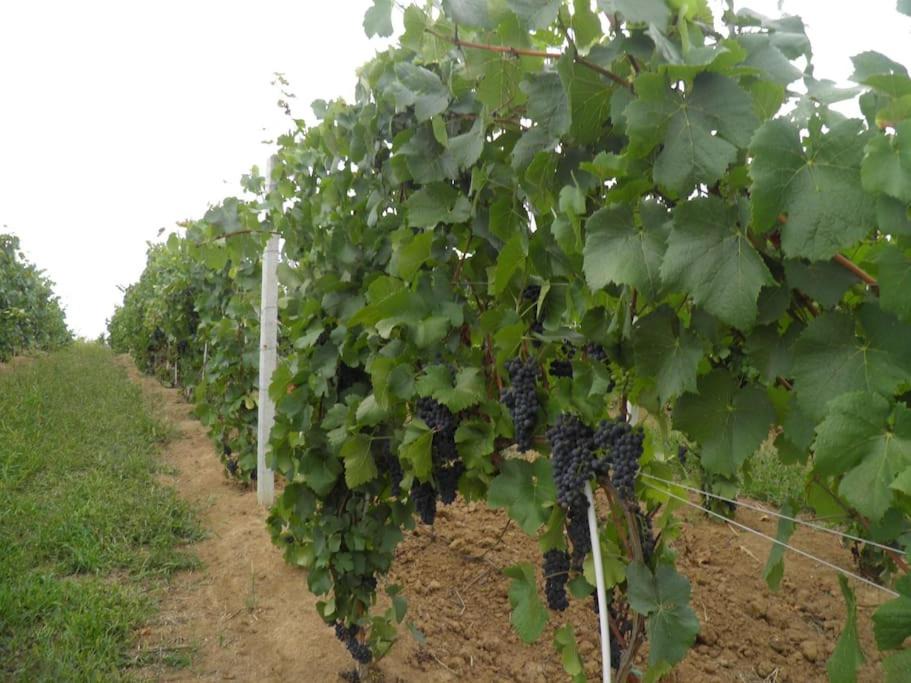 Photo of Outdoor in Cetatea de Balta