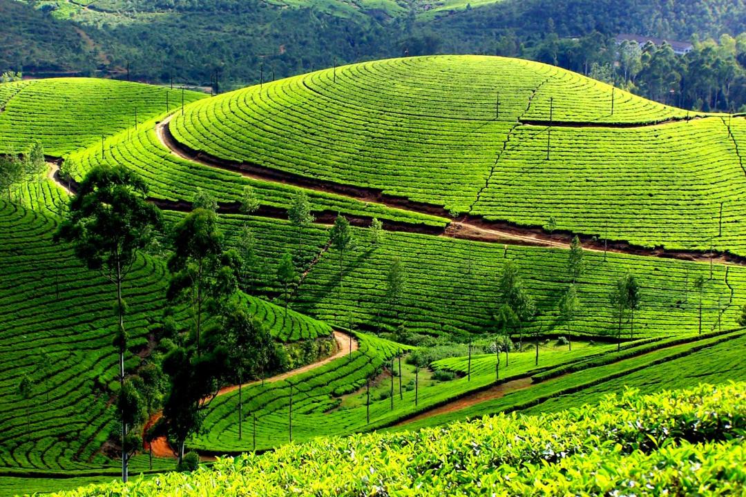 Photo of Others in Mananthavady