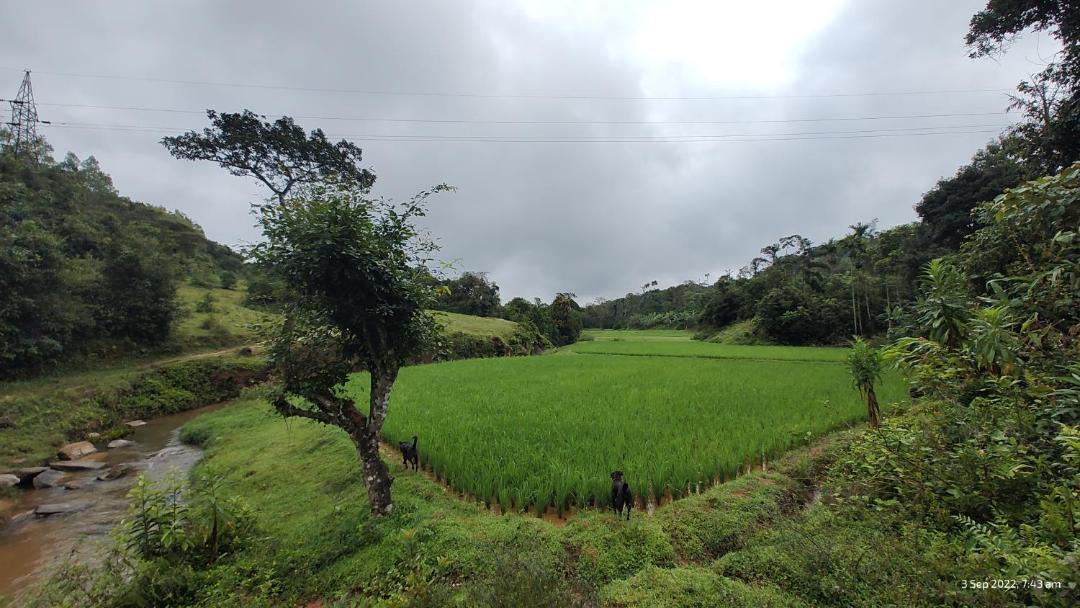 Photo of Others in Sakleshpur