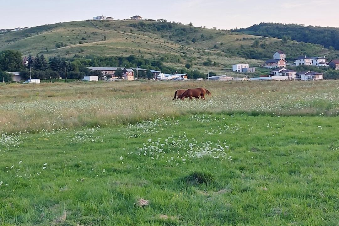 Photo of Others in Sinnicoara