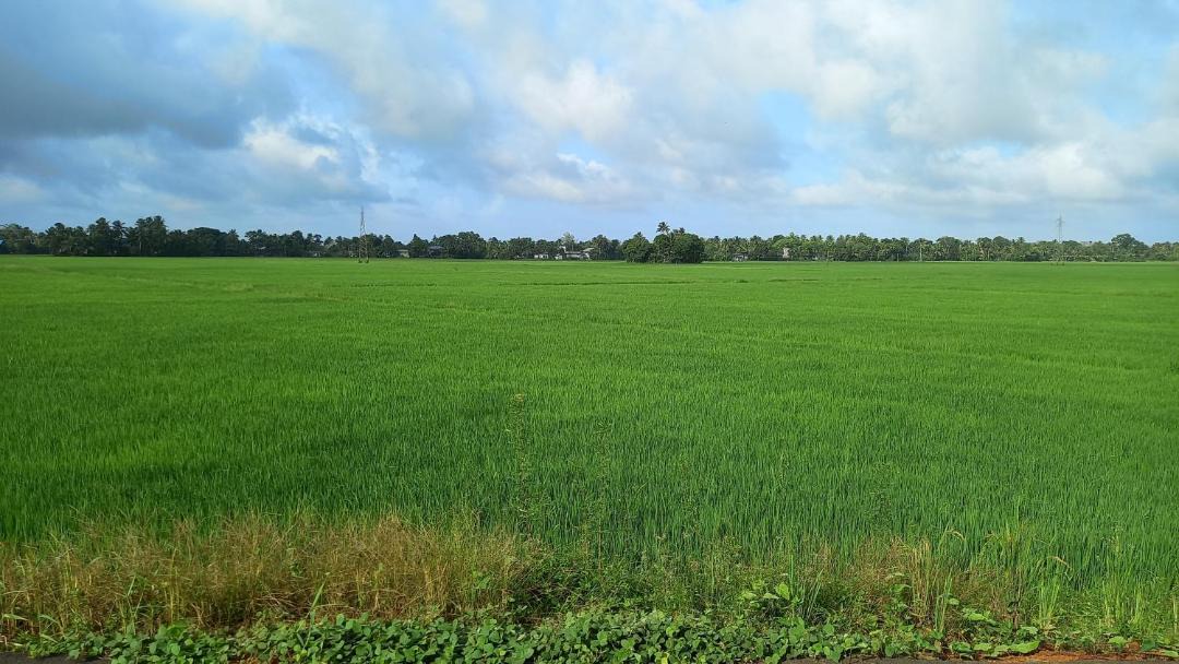 Photo of Others in Mararikulam