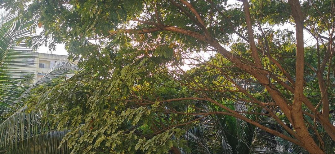 Photo of Outdoor in Puttaparthi