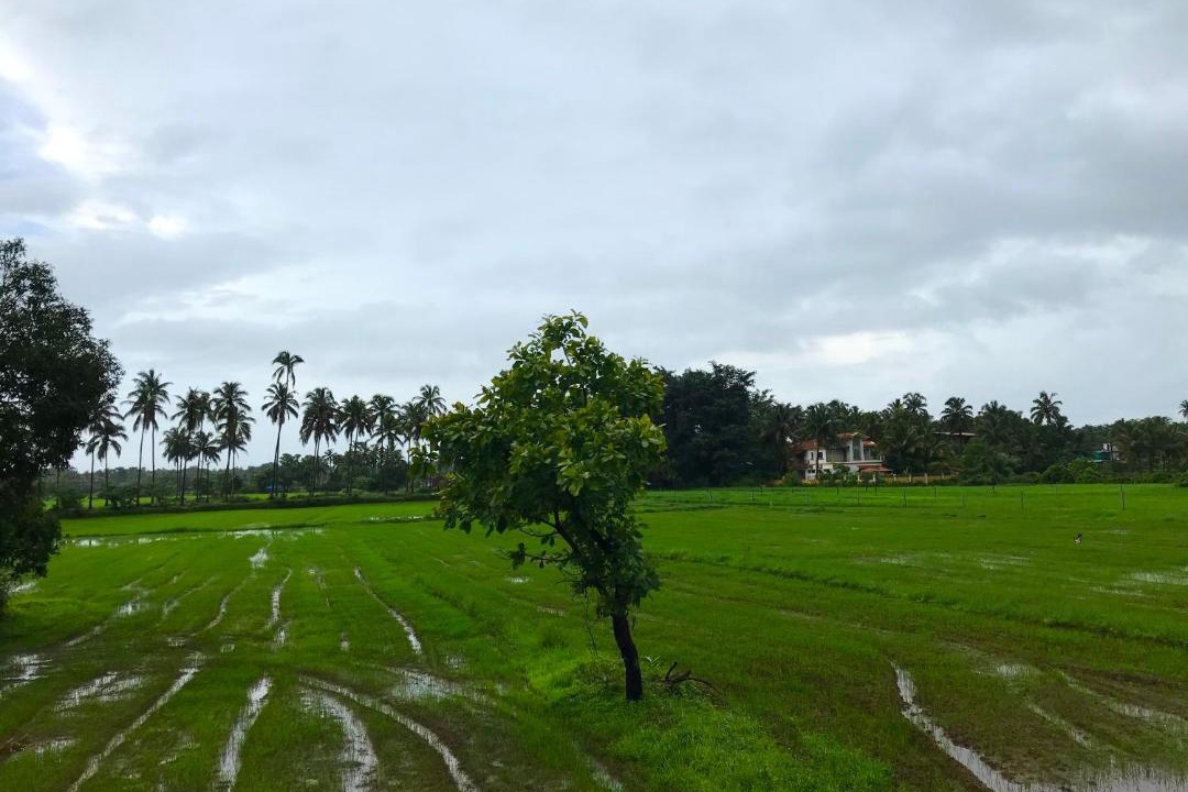 Photo of Others in Chapora