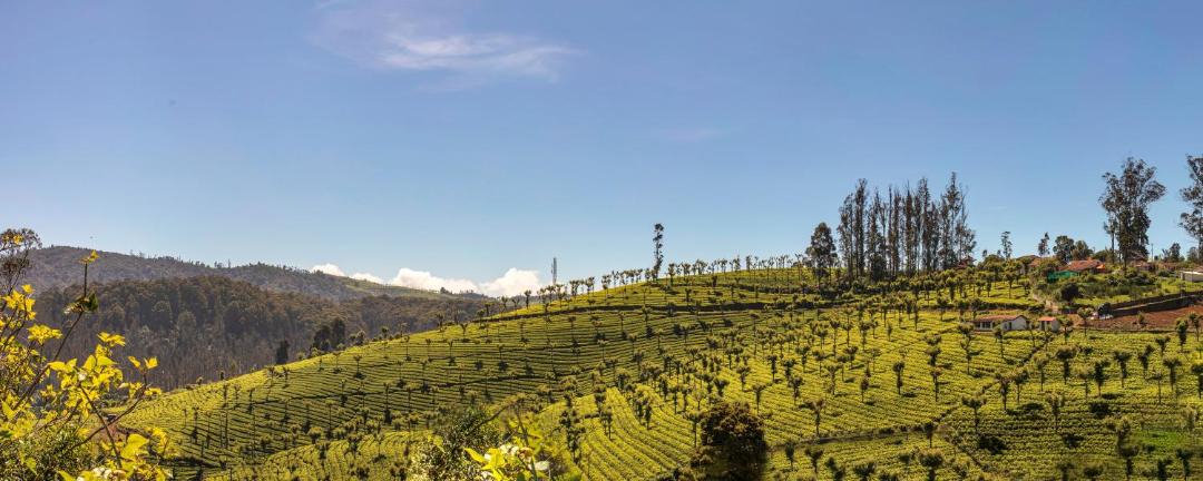 Photo of Others in Ooty