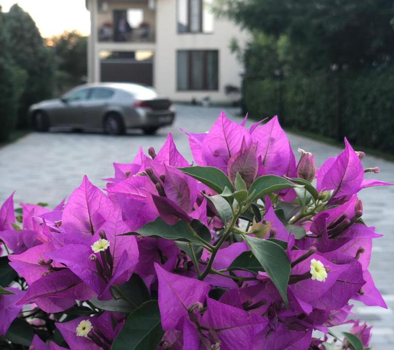 Photo of Others in Costinesti
