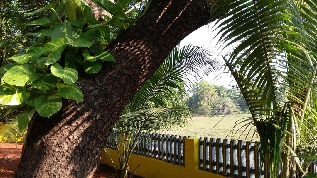 Photo of Others in Benaulim