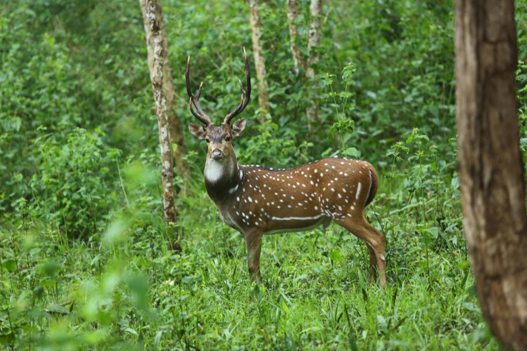 Photo of Others in Sulthan Bathery