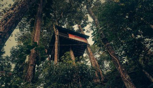 Tree House