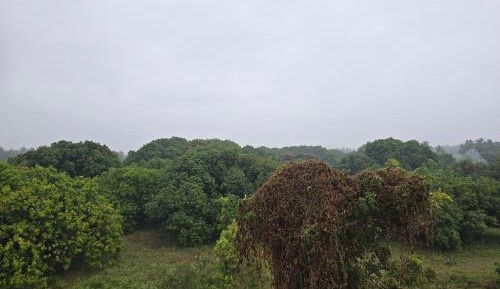 Double Room with Garden View