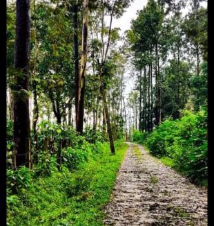 Somvarpet House | BnBBuddy Sundaraya Cottage Farms @ Coorg